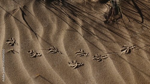 bird footprints on the sand of the beach