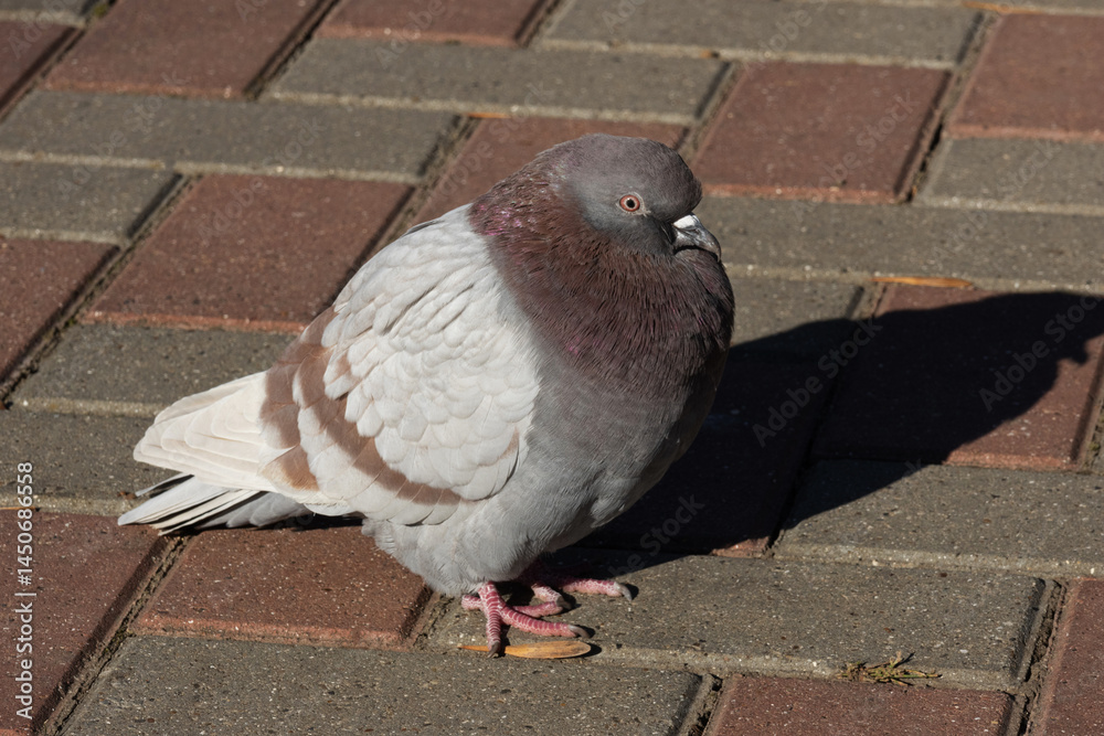Columba livia. Rock Dove. Feral pigeon