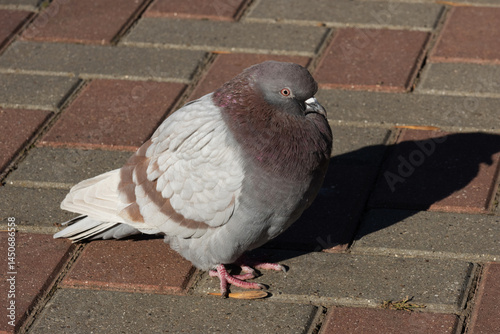 Obraz na płótnie Columba livia. Rock Dove. Feral pigeon w salonie