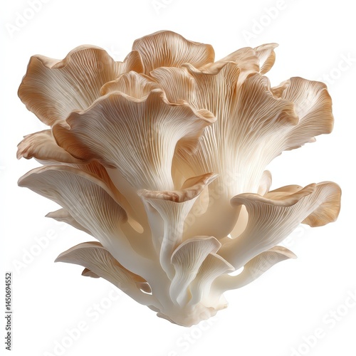 Fresh Oyster Mushrooms Close Up Studio Shot A Detailed Image of Edible Fungi for Culinary or Botanical Use