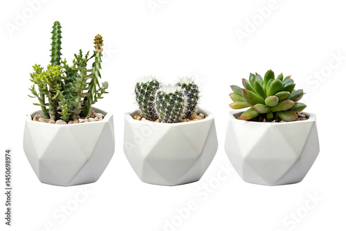 collection Set of different mixed cactus and succulents types of small mini plant in modern ceramic  vase pot as furniture cutouts isolated on white background   PNG