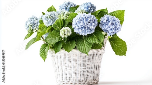 A beautiful hydrangea plant with soft blue blooms and lush green foliage, elegantly arranged in a rustic white wicker basket, isolated against a clean white background 