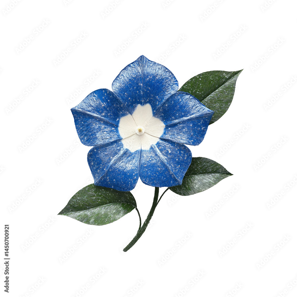 Fototapeta premium Spectacular Blue Morning Glory with White Center, Close-Up Studio Shot