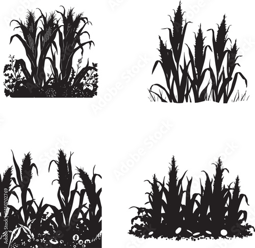 Set of Silhouette growing corn with leaves of vegetable harvest vector on white background