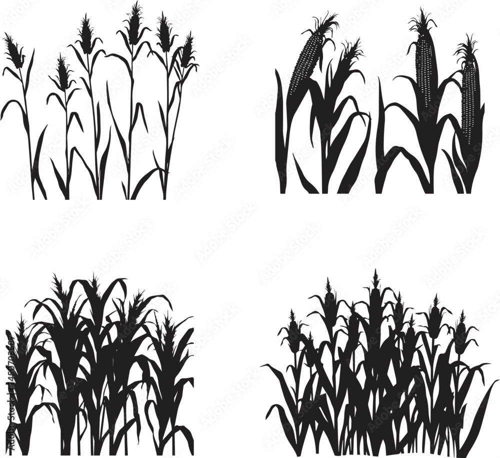 Fototapeta premium Set of Silhouette growing corn with leaves of vegetable harvest vector on white background