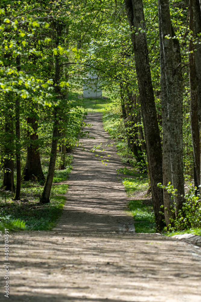 Fototapeta premium Peaceful Forest Path Surrounded by Green Trees on Sunny Spring Day Leading to Small Building in Distance