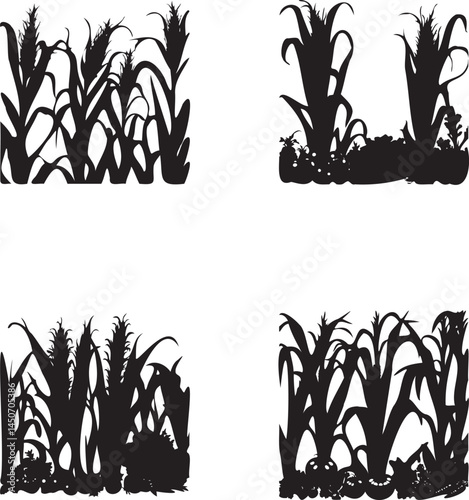 Set of Silhouette growing corn with leaves of vegetable harvest vector on white background