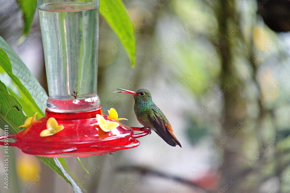 Obraz premium Rufous-tailed hummingbird (Amazilia tzatcl) on a hummingbird feeder at the Riolindo Coffee Farm in the Intag Valley, Cuellaje, Ecuador