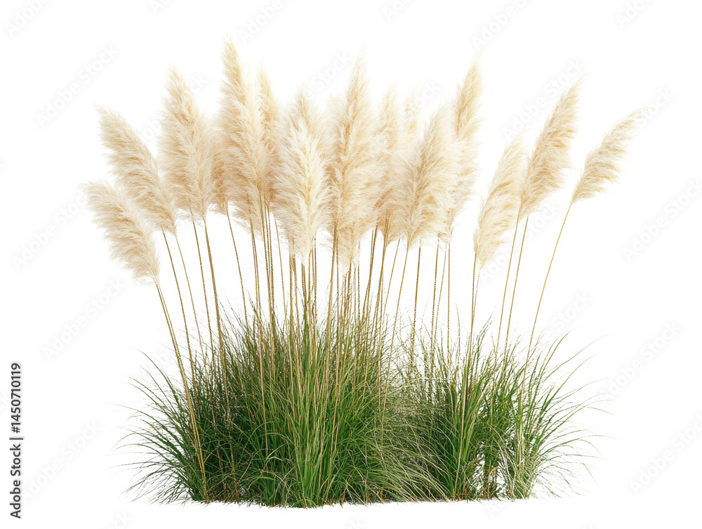 Elegant pampas grass plumes and vibrant greenery in a captivating isolated composition Elegant pampas grass plumes and vibrant greenery in a captivating isolated composition