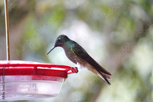 Buff-tailed coronet (Boissonneaua flavescens) hummingbird on a hummingbird feeder at the Riolindo Coffee Farm in the Intag Valley, Cuellaje, Ecuador