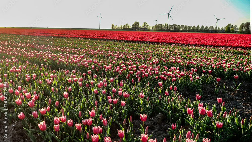 Fototapeta premium tulipan tulipany kwiaty