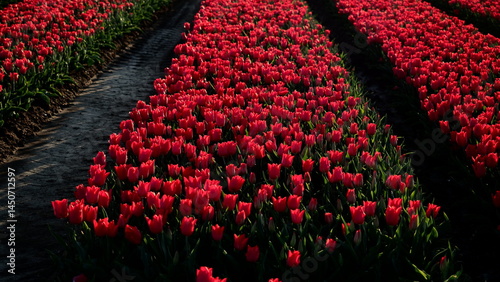 tulipan tulipany kwiaty © Marta