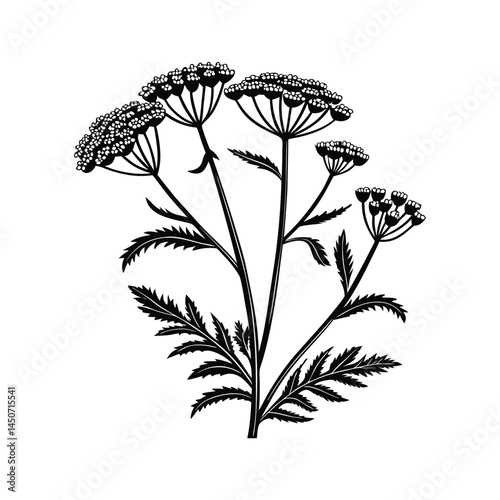 Achillea desert eve deep rose flowers silhouette black vector illustration
