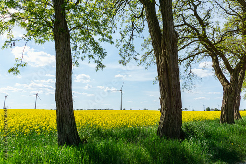 Windkraftanlagen in Brandenburg, Deutschland, idyllische Ansicht, Rapsfeld