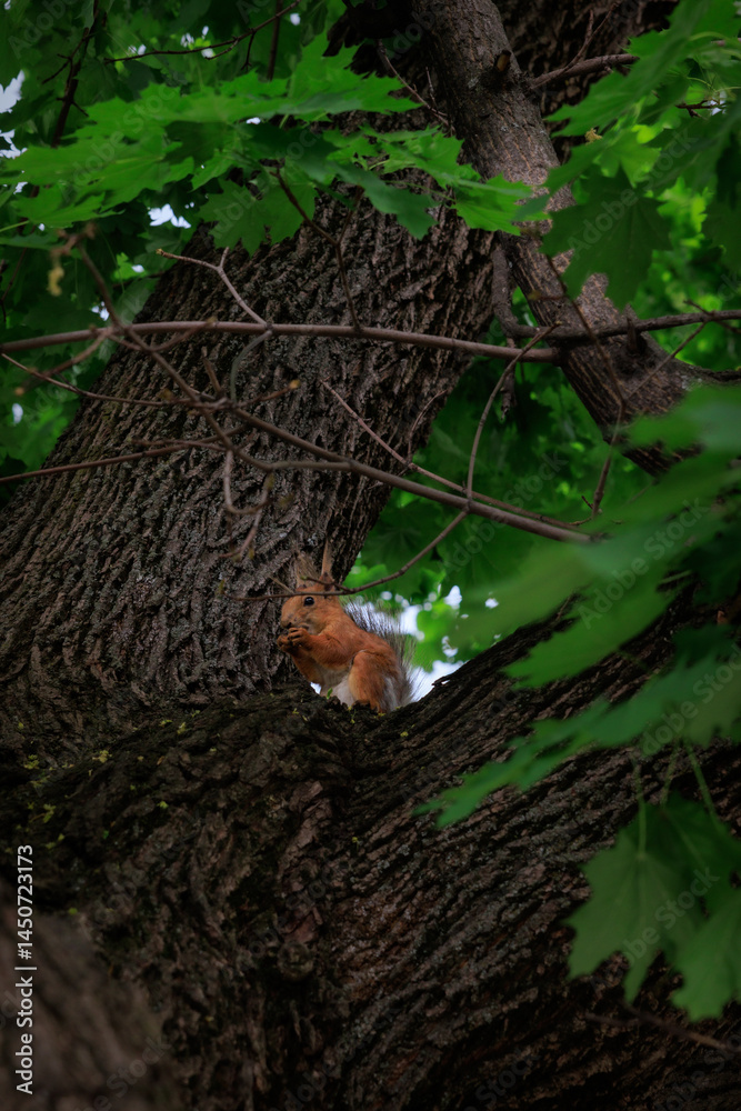 Obraz premium A squirrel on a tree