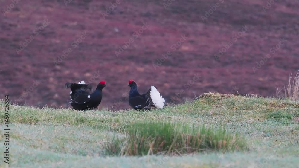 Black Grouse (Tetrao tetrix) Lekking, Scotland