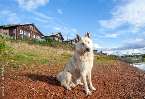 White dog on the river bank against the backdrop of an old village.
