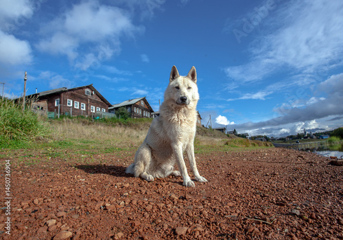 White dog against the background of log houses of an old village.