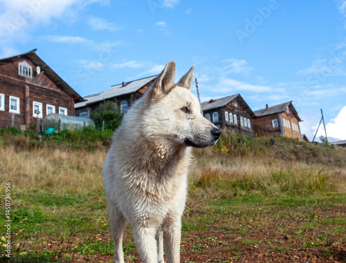 White dog on the river bank against the backdrop of an old village.