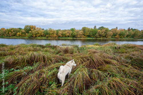 White dog in the grass on the river bank.