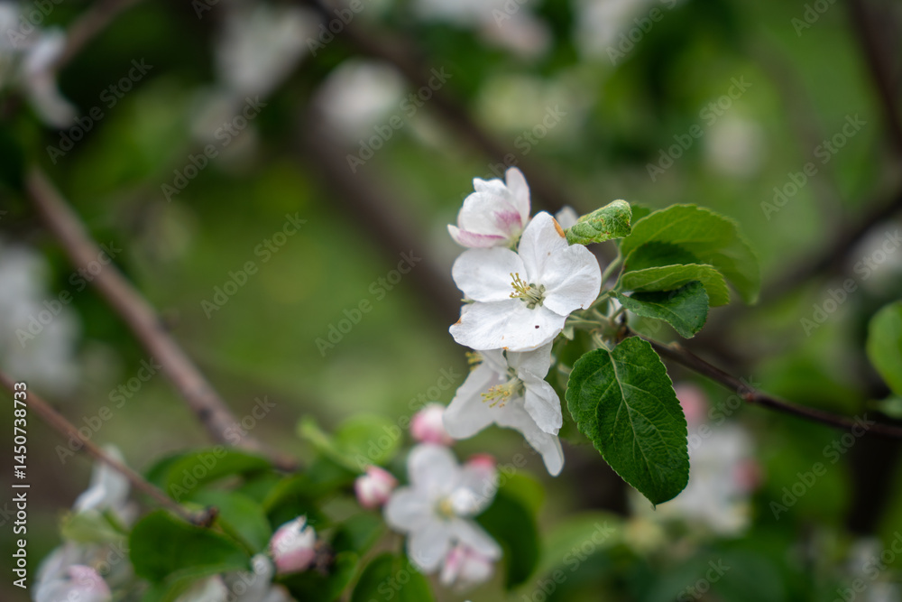 Obraz premium A blooming branch of an apple tree, white apple blossoms