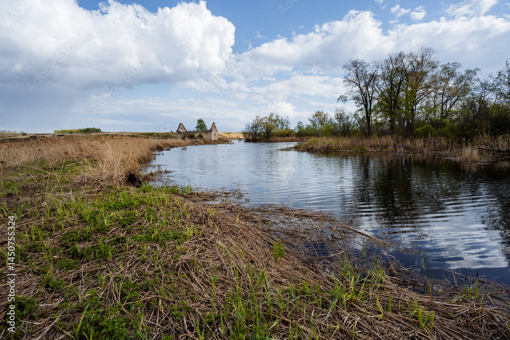 Fototapeta premium A serene and tranquil wetland landscape unfolds beautifully under a vast blue sky adorned with fluffy, white clouds, creating an idyllic setting perfect for outdoor exploration and relaxation