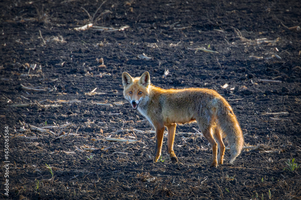 Obraz premium curious wild red fox looking at the camera