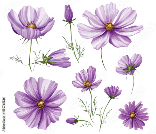 Beautiful Purple Cosmos Flowers with Green Stems and Leaves Isolated on White Background for Floral Art and Design