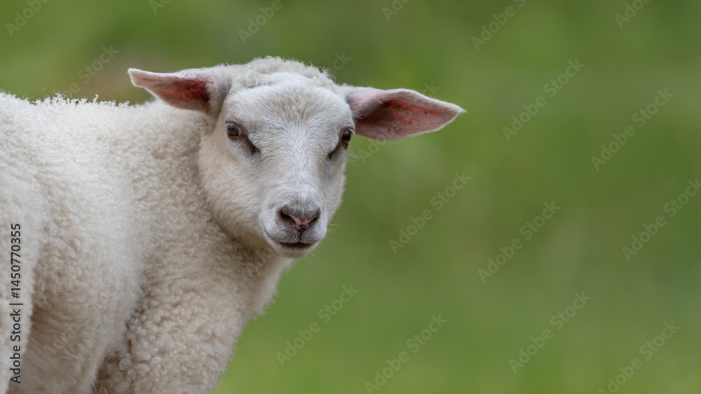 Obraz premium Portrait Of A Young Old Norwegian Sheep 16x9