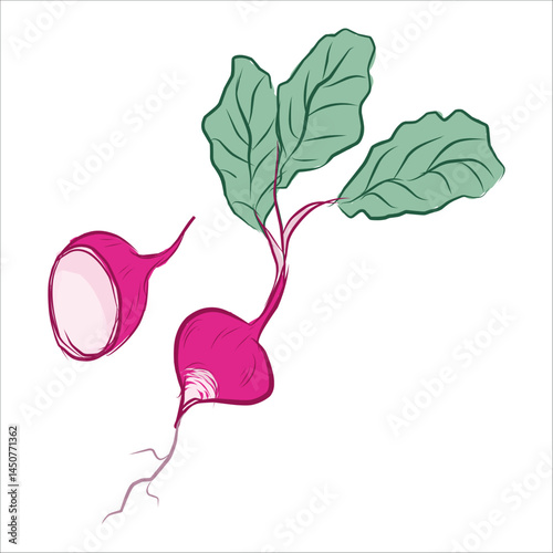 radish, gardening, vegetable. vegetable garden. vector picturesque illustration. stylized plant. design for packaging, logos.