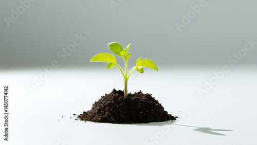 A lively green sprout set against a simple white background, representing new beginnings, growth, and environmental sustainability
