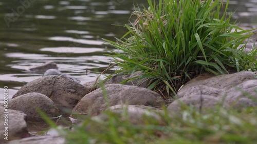 Tranquil waterside scene with gently rippling river and lush greenery