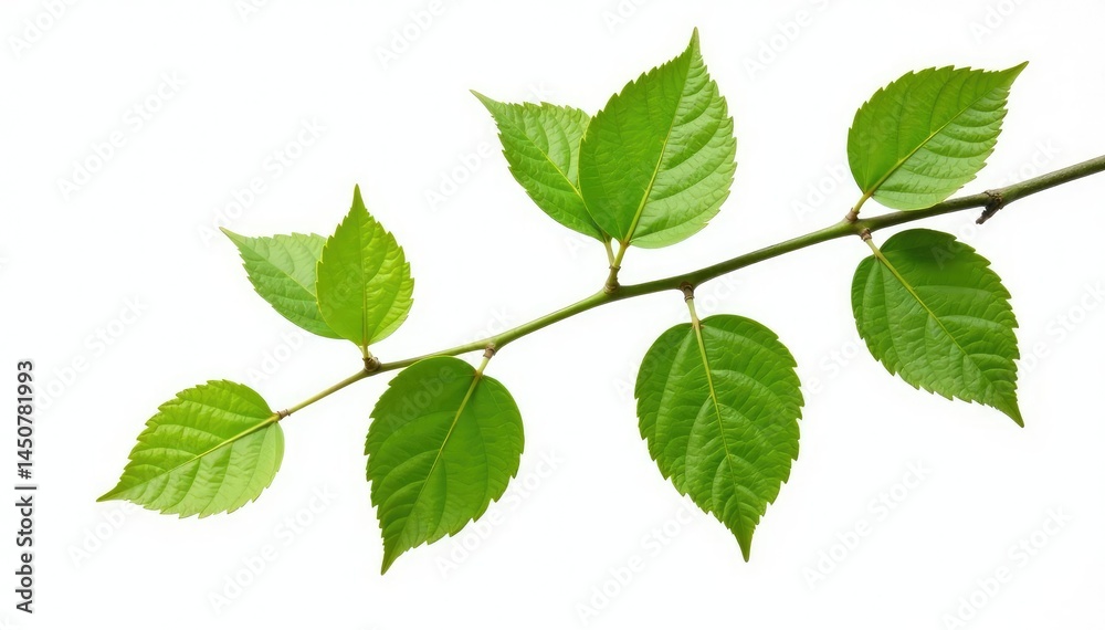 Obraz premium A single branch with delicate leaves isolated on a white background, tree branch, green