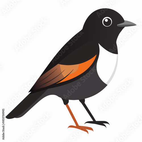Minimal Pied Bushchat Vector on White