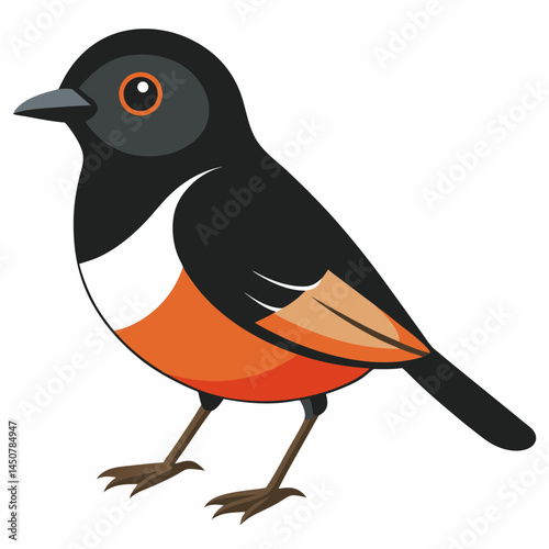 Minimal Pied Bushchat Vector on White