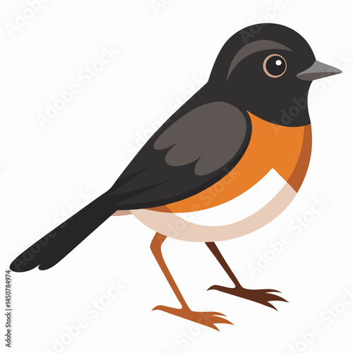 Minimal Pied Bushchat Vector on White