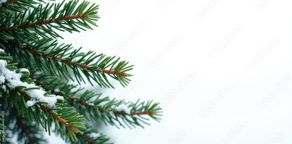 Majestic fir branches against a white background, foliage, botanical, snow Majestic fir branches against a white background, foliage, botanical, snow