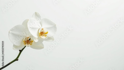 Delicate white orchid blossom against pure white backdrop, high resolution, blossom, photography