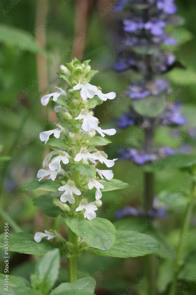 white Bugleweed white Bugleweed