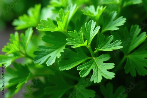 Fresh parsley, intricate leaf details, natural green tones, culinary, summer