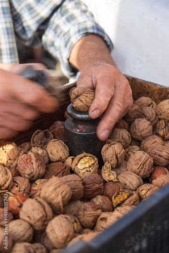 Obraz na płótnie Man cracking walnuts at an outdoor market. w salonie