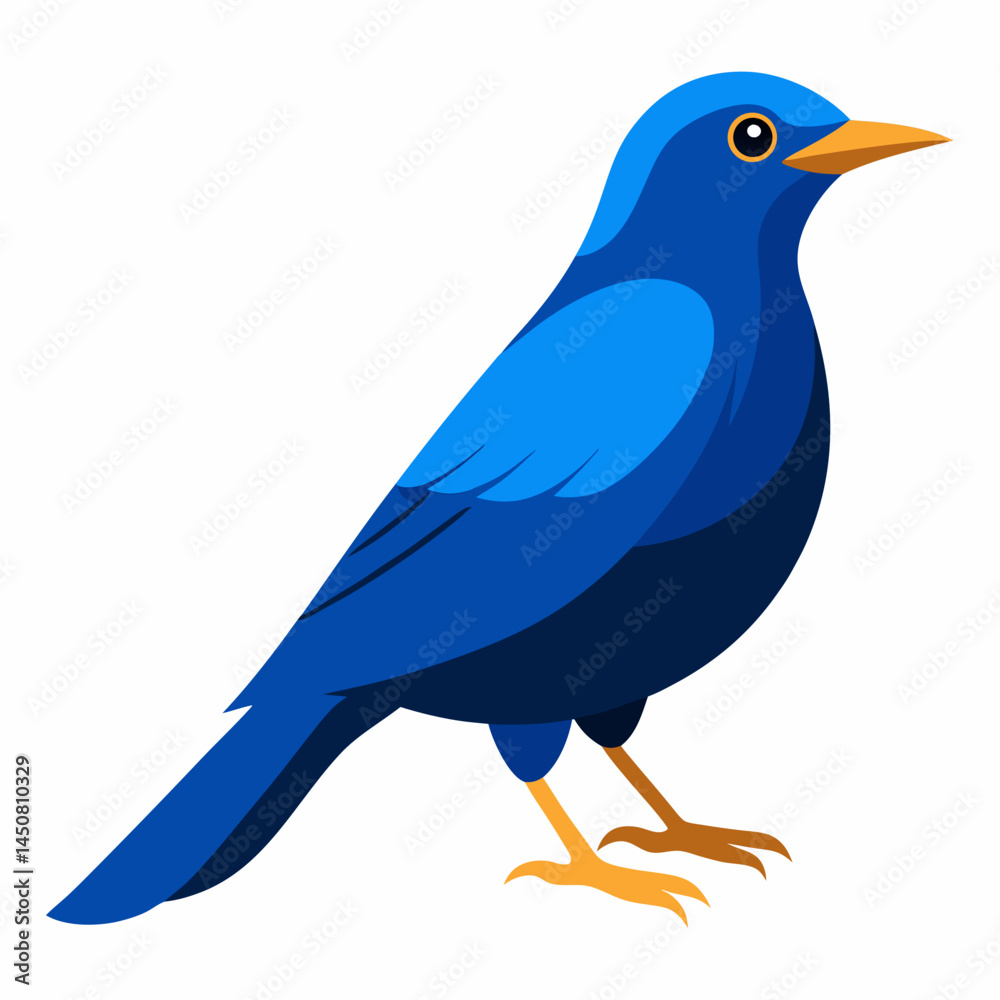 Blue Rock Thrush Vector on White Blue Rock Thrush Vector on White