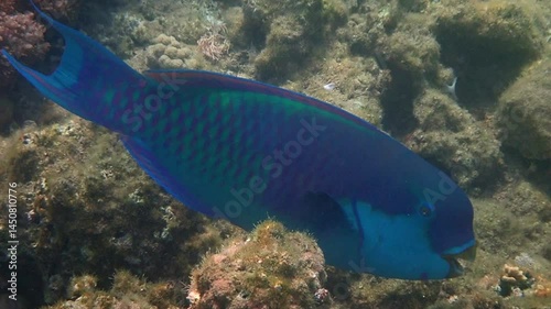 Male of heavy-beak Parrotfish - Chlorurus gibbus (Scaridae family) has teeth resembling parrot beak, changes body coloration during life from yellow in females to blue in males, coral reefs, Red Sea