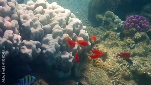 Close up of school of sea goldie or Goldfish scalefin anthias, scientific name is  Pseudanthias squamipinnis, it belongs to the family Serranidae, inhabits coral reefs of the Red Sea 