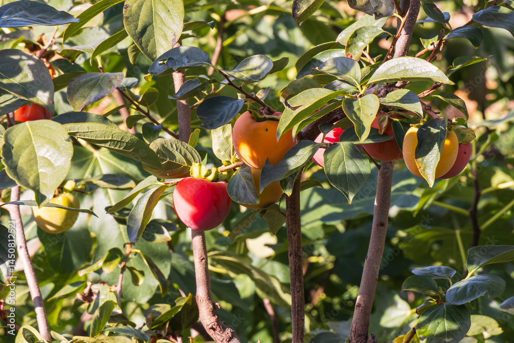 Ripe red persimmons on a tree.