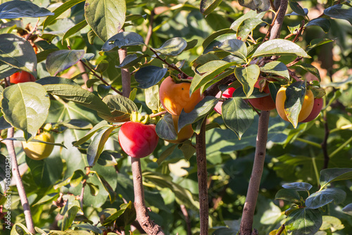 Obraz na płótnie Ripe red persimmons on a tree. w salonie