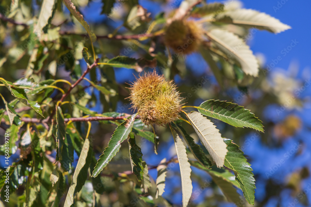 Chestnut on a tree in the mountains of Albania.