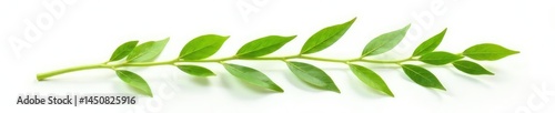 delicate green stem isolated on white background, stem, greenery,