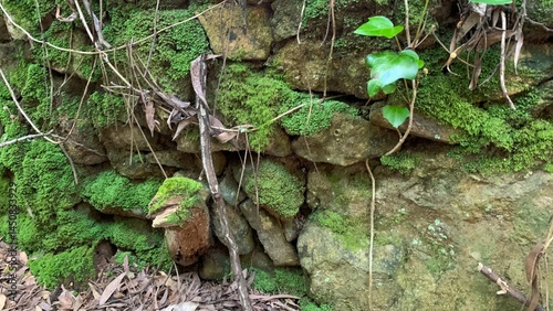Ancient moss-clad stones whisper tales of forgotten woodland rituals, evoking Earth Day's verdant secrets and mythic forest tranquility