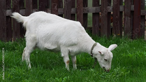 white goat grazing in the pasture